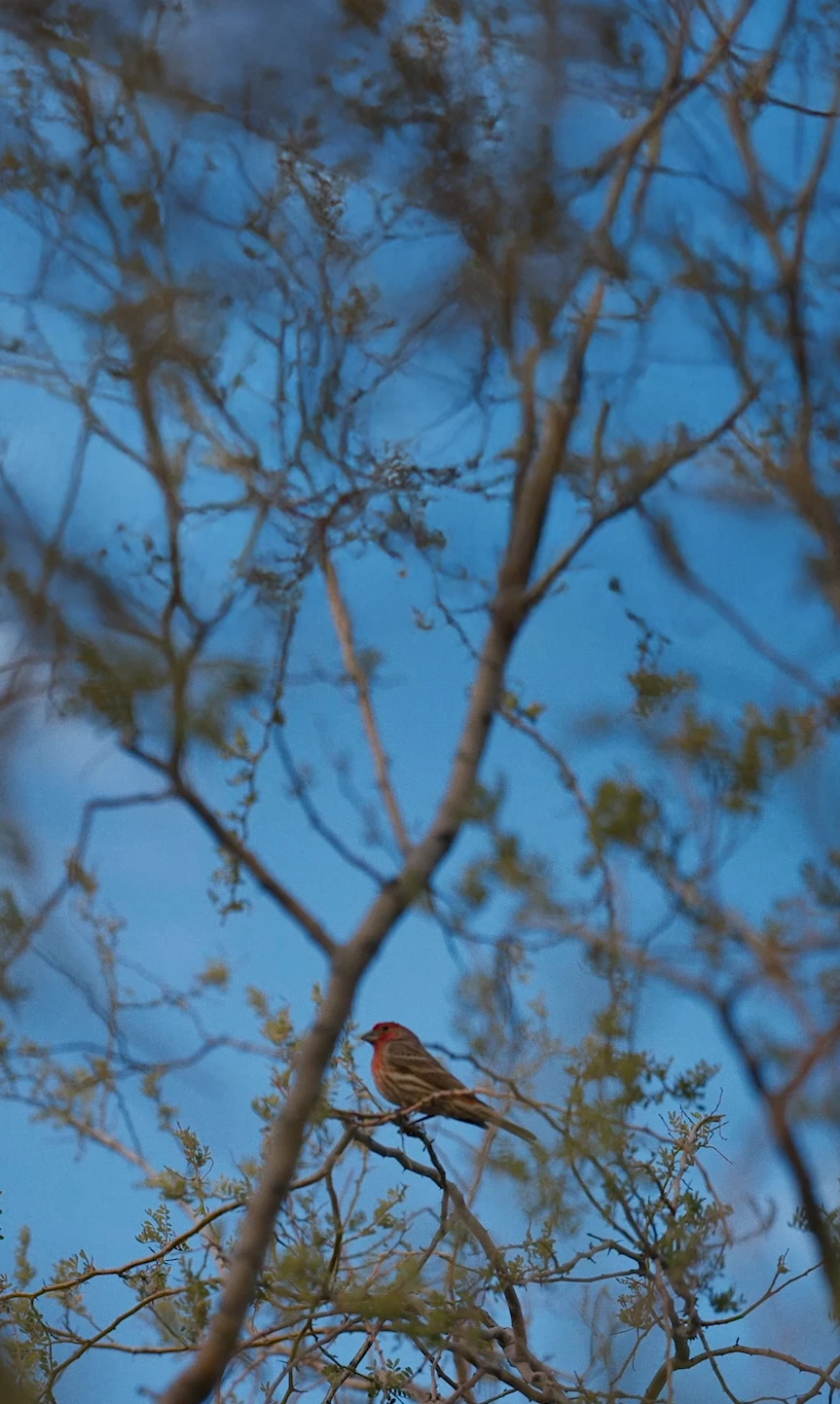 Bird Buddy Feeder Telling