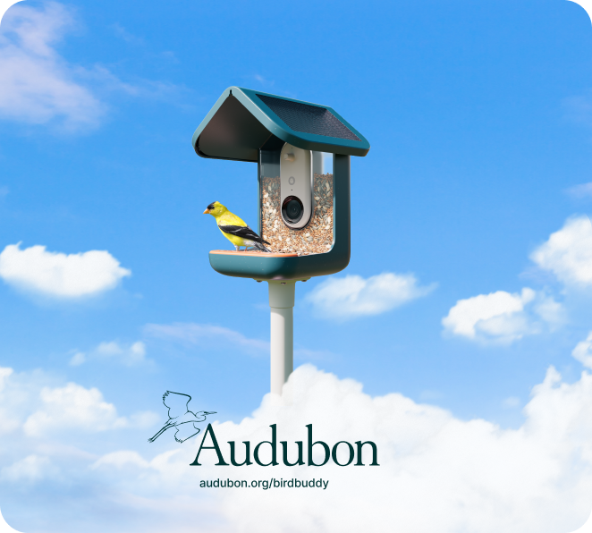 Audubon